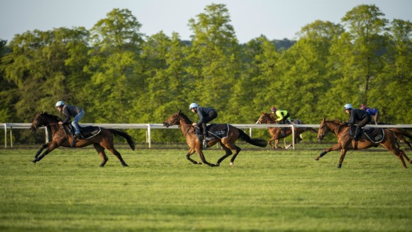 On the gallops at Newmarket .jpg
