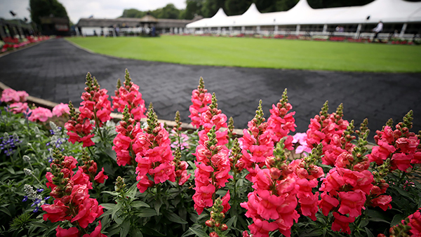 Parade Ring Flowers LR.jpg