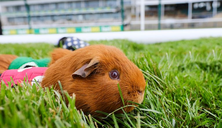 Meet the Guinea Pigs