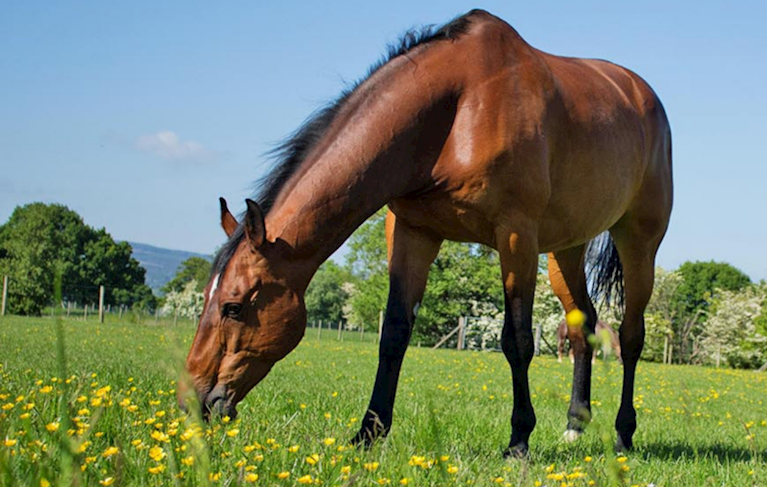 What happens after racehorses retire?