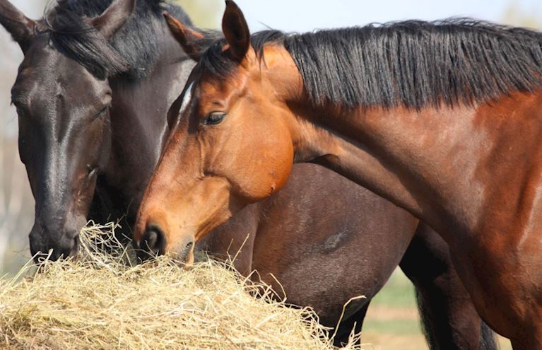 What does a racehorse eat and drink?