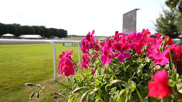 Flowers LR.jpg