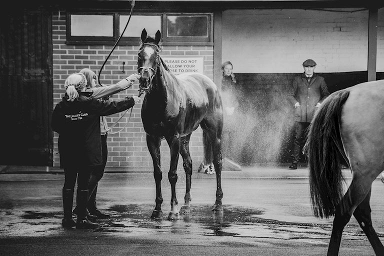 Stabled Horse.jpg