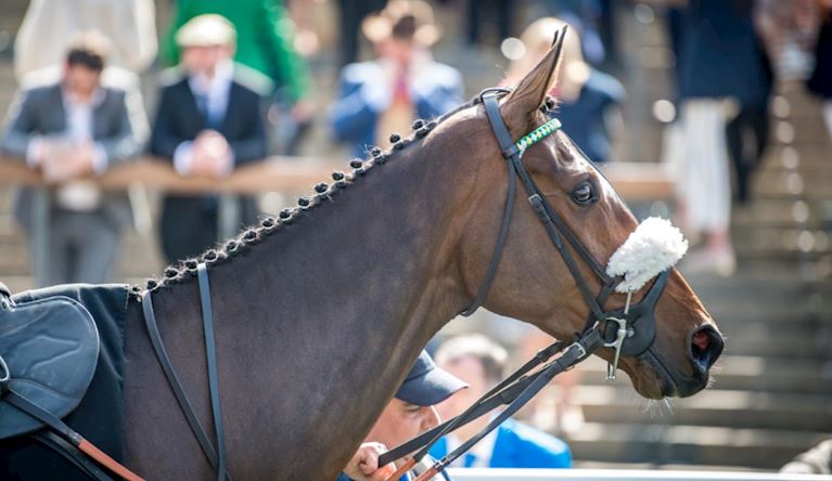 a close up of a horse with the crowd blurred in the background