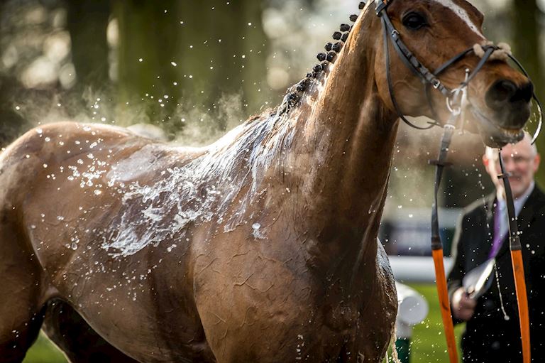 Horse welfare
