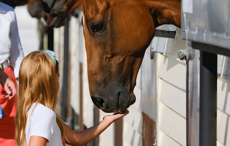 girl feeding horse michael attwater.jpg