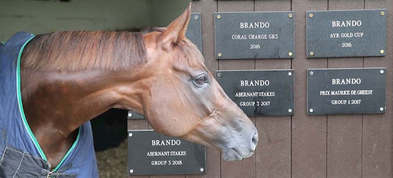 BRANDO 1.jpg
