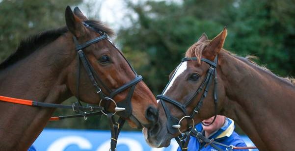 haydock-Nose-to-Nose