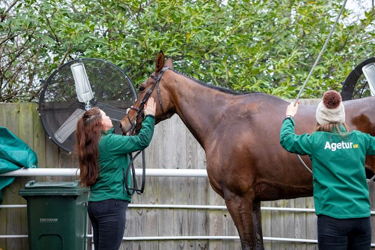 Horse Welfare at Cheltenham