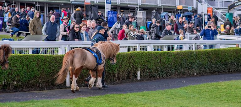 WIN THE CHANCE TO CHOOSE THE BEST SHETLAND PONY