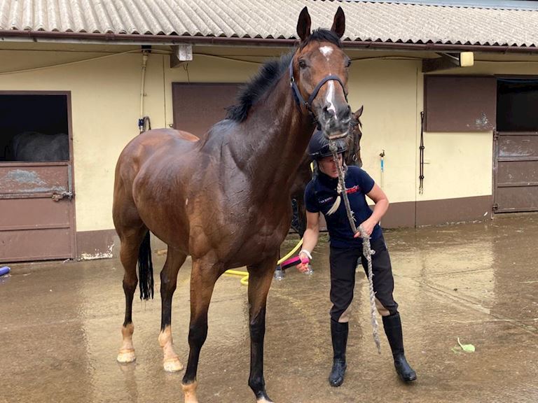 Francky Du Berlais heads Bowen challenge as trainer bids to win Betway Summer Plate for seventh time
