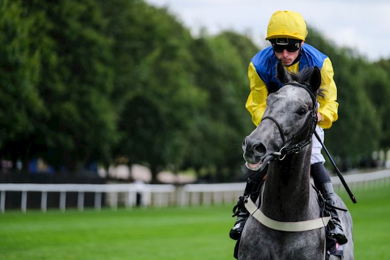 gREY_hORSE_1.jpg