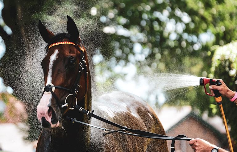 Horse Hose Sandown Park 2 August 2020.jpg