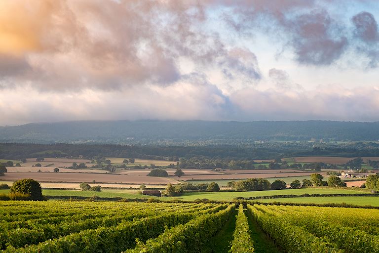 DISCOVER YOUR NEW FAVOURITE WHITE WINES