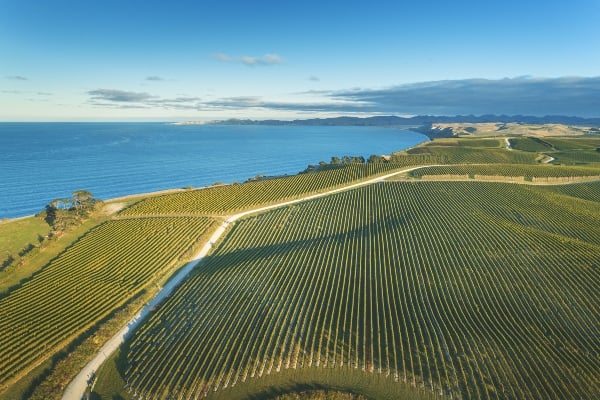 Yealands vineyard pic 1 - L5 Coastal Block (1).jpg