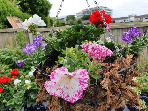 Hanging basket 4 resized.jpg