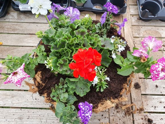 Hanging basket 7 resized.jpg