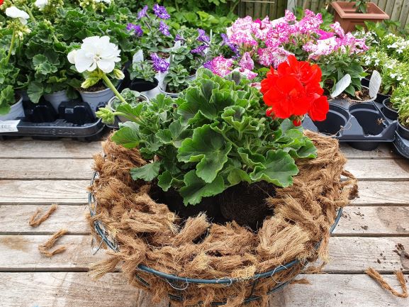 Hanging basket 9 resized.jpg