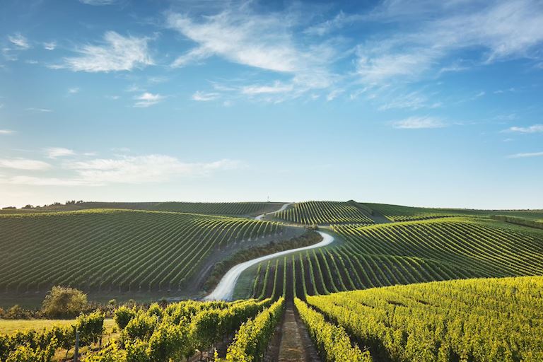 DISCOVER YOUR NEW FAVOURITE RED WINES