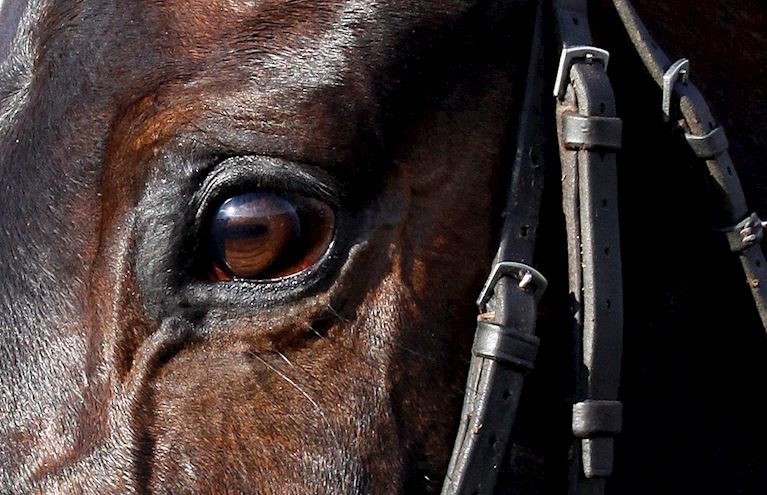 PRIZE MONEY AT THE JOCKEY CLUB INCREASES TO £61.