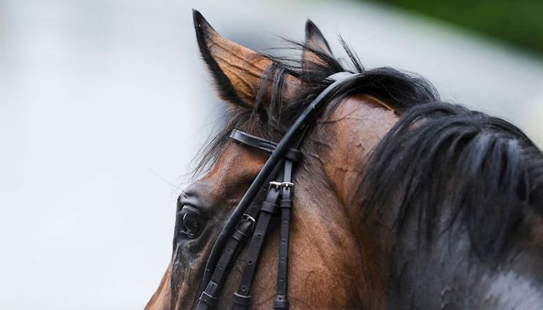 HorseWelfare_DualContent (2).jpg