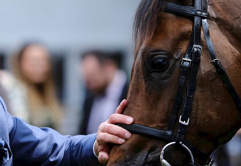HorseWelfare_DualContent (3).jpg